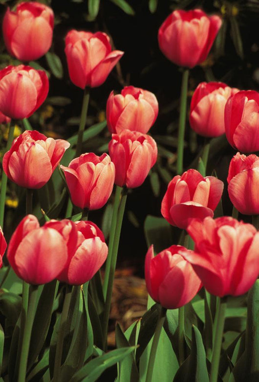 New York, Tulips Wall Mural
