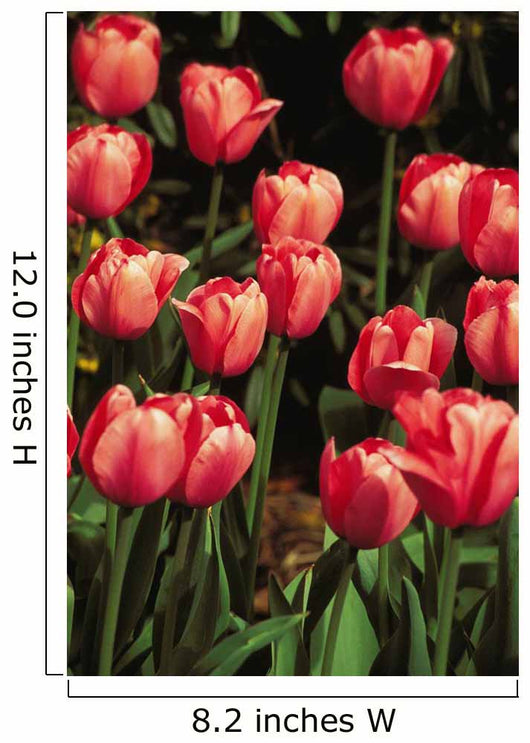 New York, Tulips Wall Mural