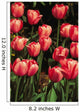 New York, Tulips Wall Mural