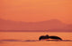 Fluke Of A Humpback Whale At Sunset Wall Mural