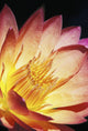 Close-Up Of Pink Water Lily, Center, Dark Background Wall Mural
