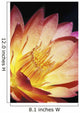 Close-Up Of Pink Water Lily, Center, Dark Background Wall Mural