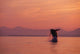 Alaska, Panhandle, Inside Passage, Humpback Whale Breaching At Sunset Wall Mural