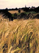 Farmland with Cereal Crops Wall Decal Design 1
