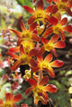 Close-Up Of Red And Yellow Dendrobium Orchids Wall Mural