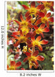 Close-Up Of Red And Yellow Dendrobium Orchids Wall Mural