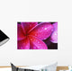 Purple Pink Plumeria Blossom Water Droplets Wall Mural