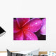 Purple Pink Plumeria Blossom Water Droplets Wall Mural