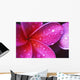 Purple Pink Plumeria Blossom Water Droplets Wall Mural