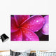 Purple Pink Plumeria Blossom Water Droplets Wall Mural