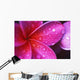 Purple Pink Plumeria Blossom Water Droplets Wall Mural