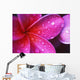 Purple Pink Plumeria Blossom Water Droplets Wall Mural
