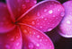 Purple Pink Plumeria Blossom Water Droplets Wall Mural