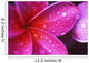 Purple Pink Plumeria Blossom Water Droplets Wall Mural