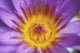 Extreme Close-Up Purple Water Lily Blossom With Yellow Center Detail Wall Mural
