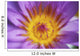 Extreme Close-Up Purple Water Lily Blossom With Yellow Center Detail Wall Mural