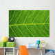 Close-Up Detail Of Green Elephant Ear Leaf With Drops Of Water Wall Mural