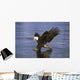 Alaska, Bald Eagle Hunting Herring At Surface Wall Mural