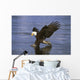 Alaska, Bald Eagle Hunting Herring At Surface Wall Mural