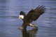 Alaska, Bald Eagle Hunting Herring At Surface Wall Mural