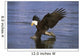 Alaska, Bald Eagle Hunting Herring At Surface Wall Mural