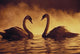 Pair Of African Swans Swimming Toward Each Other, Misty Romantic Wall Mural