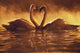 Pair Of African Swans Swimming Toward Each Other, Misty Romantic Wall Mural