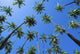 Hawaii, Molokai, Kapuaiwa Coconut Grove, Blue Skies Wall Mural