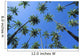 Hawaii, Molokai, Kapuaiwa Coconut Grove, Blue Skies Wall Mural