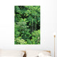 Hawaii, Big Island, Hamakua Coast, Lush Rainforest Along The Coast Wall Mural