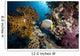 emperor angelfish and ocean Wall Mural