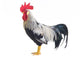 Rooster Wall Decal