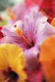 Hibiscus Flower Arrangement With Soft Focus Wall Mural