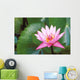 Pink Water Lily Surrounded By Leaves Wall Mural