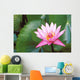 Pink Water Lily Surrounded By Leaves Wall Mural