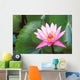 Pink Water Lily Surrounded By Leaves Wall Mural