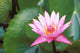 Pink Water Lily Surrounded By Leaves Wall Mural