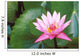 Pink Water Lily Surrounded By Leaves Wall Mural