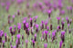 Field Of Purple Flowers Wall Mural