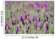 Field Of Purple Flowers Wall Mural