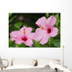 Close-Up Of A Pair Of Pink Hibiscus Wall Mural