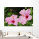 Close-Up Of A Pair Of Pink Hibiscus Wall Mural