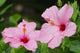 Close-Up Of A Pair Of Pink Hibiscus Wall Mural