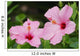 Close-Up Of A Pair Of Pink Hibiscus Wall Mural