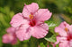 Close-Up Of A Pink Hibiscus Wall Mural