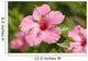 Close-Up Of A Pink Hibiscus Wall Mural