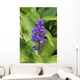 Close-Up Of Purple Cluster Of Flowers Wall Mural