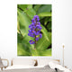 Close-Up Of Purple Cluster Of Flowers Wall Mural
