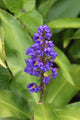 Close-Up Of Purple Cluster Of Flowers Wall Mural