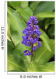 Close-Up Of Purple Cluster Of Flowers Wall Mural